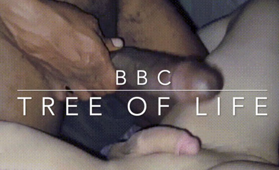 BBC - The Tree of LIfe