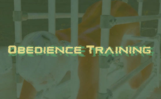 Obedience Training - Draft